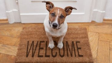 Petbnb helps you find your pet a welcome home away from home while you are on holiday. Photo by www.shutterstock.com