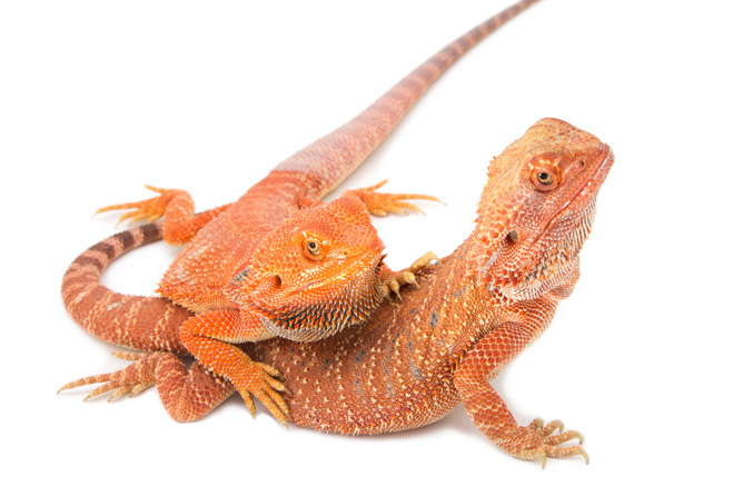 Reptiles that are sexually mature early on are less likely to make it to old age. (Shutterstock.com)
