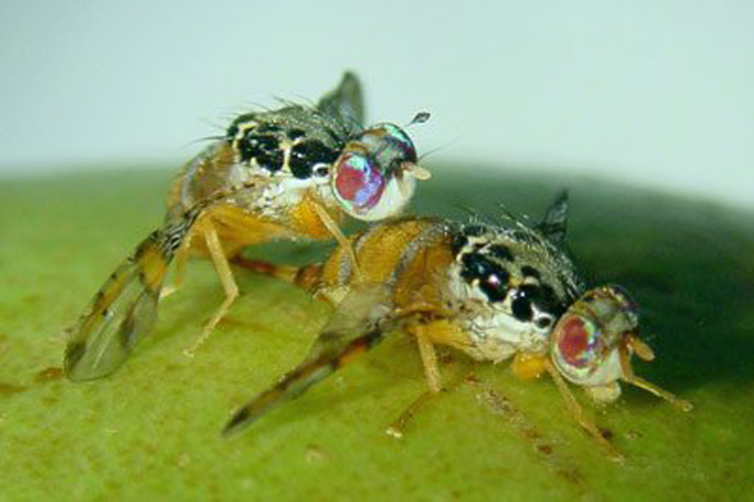 Sterile flies help farmers cut back on the use of pesticides.