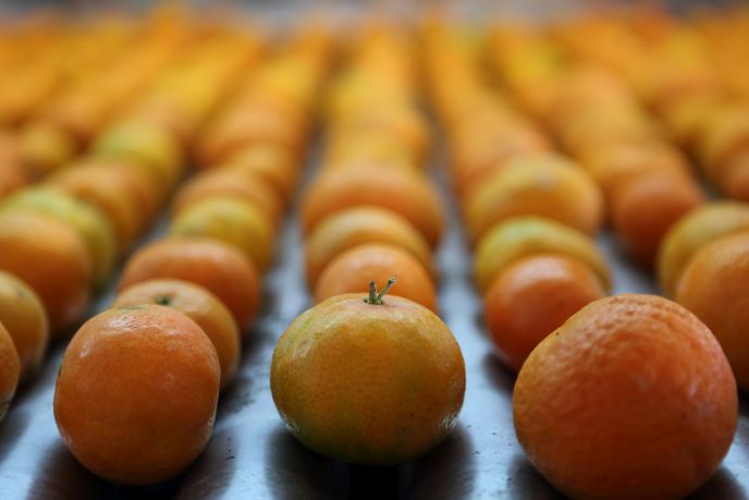 Almost 30% of fruits like Jaffa oranges are lost to wastage on route to the customer. Photo by Yaakov Naumi/FLASH90