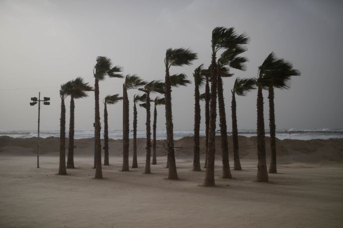 Palm trees on the beach in Tel Aviv on January 6, 2014. Photo by Ben Kelmer/Flash90