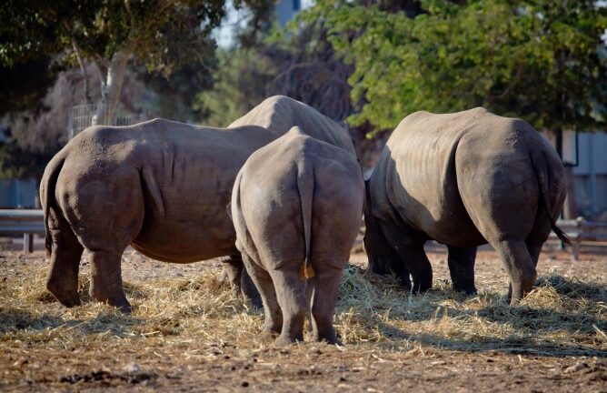 Rhinos at the Ramat Gan safari. Photo by Moshe Shai/FLASH90