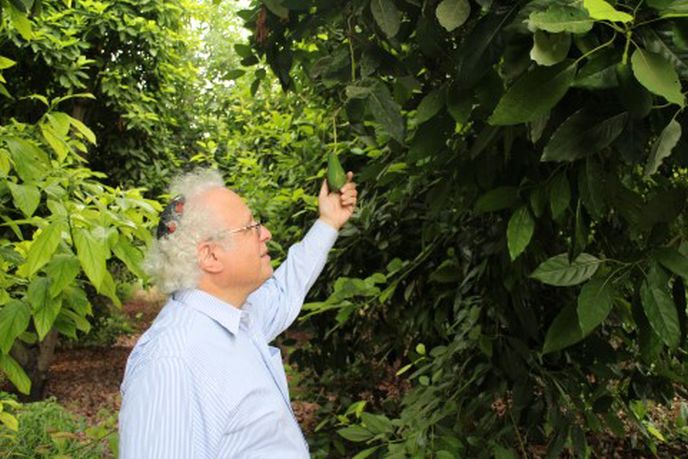 Sandy Colb in one of his orchards. Photo by Amitai Gazit/Ofek-Israel