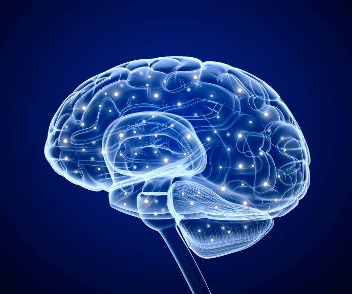 An illustration of the brain by www.shutterstock.com