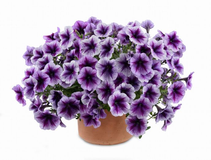Danziger Purple Vein Ray petunias.