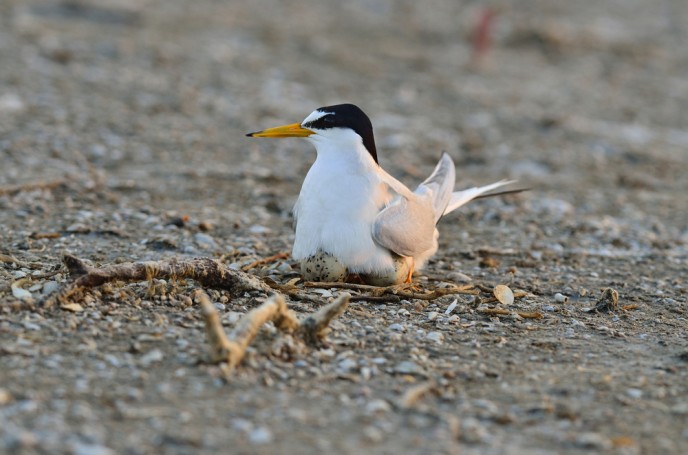 Little terns tracked from Israel to Mozambique. (Shutterstock)