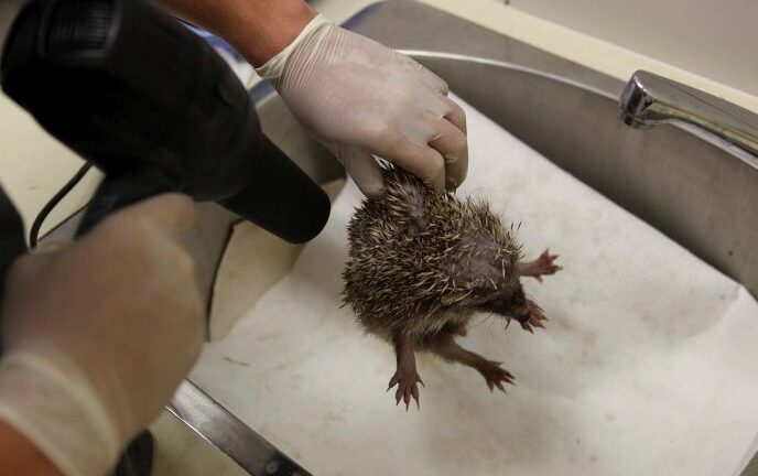 A hedgehog gets blow dried during a medical examination by vets at the Israeli Wildlife Hospital in Ramat Gan. Photo by Flash90.