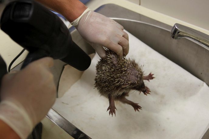 A hedgehog gets blow dried during a medical examination by vets at the Israeli Wildlife Hospital in Ramat Gan. Photo by Flash90.