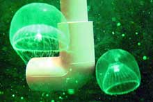 A guest from Japan: Glowing green jellyfish arrives in Israel. (Photo: http://www.rimi.or.jp/engdobutu/FCNIDARIA.html)