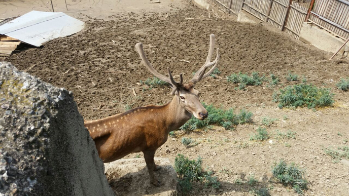 Israeli zookeepers save the animals at Tbilisi Zoo. (Photo: Dr. Nili Avni-Magen)