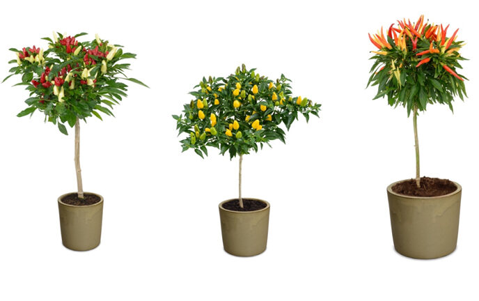 Hishtil nurseries introduces Funtastick, Conic and Medusa bell pepper trees for your garden. (courtesy photo)