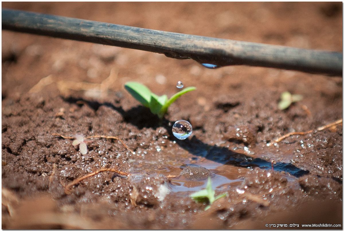 Drip irrigation is a common sight in Israeli fields. Photo by Moshik Brin for Netafim