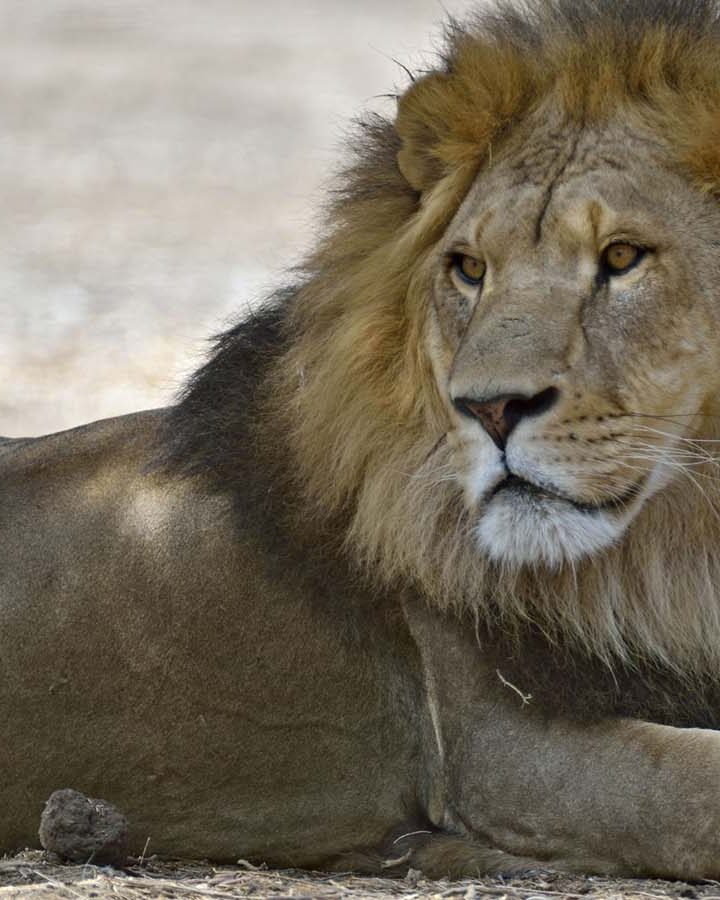 Samuni the Lion (Photo: Tibor Jager/ Zoological Center of Tel Aviv-Ramat Gan)