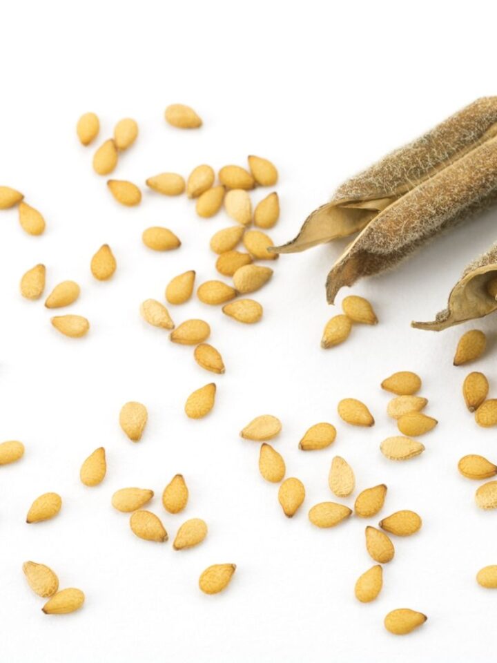 Zvi Peleg’s innovation means more seeds per pod. Image via Shutterstock.com