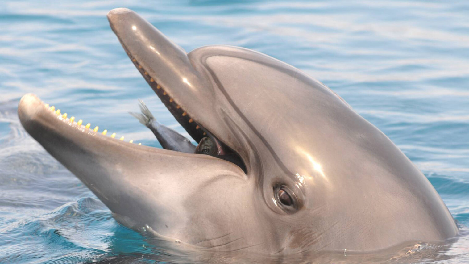 A dolphin in happier times, eating a fish in the Dolphin Reef in Eilat. (Photo by Jorge Novominsky/ Flash 90)