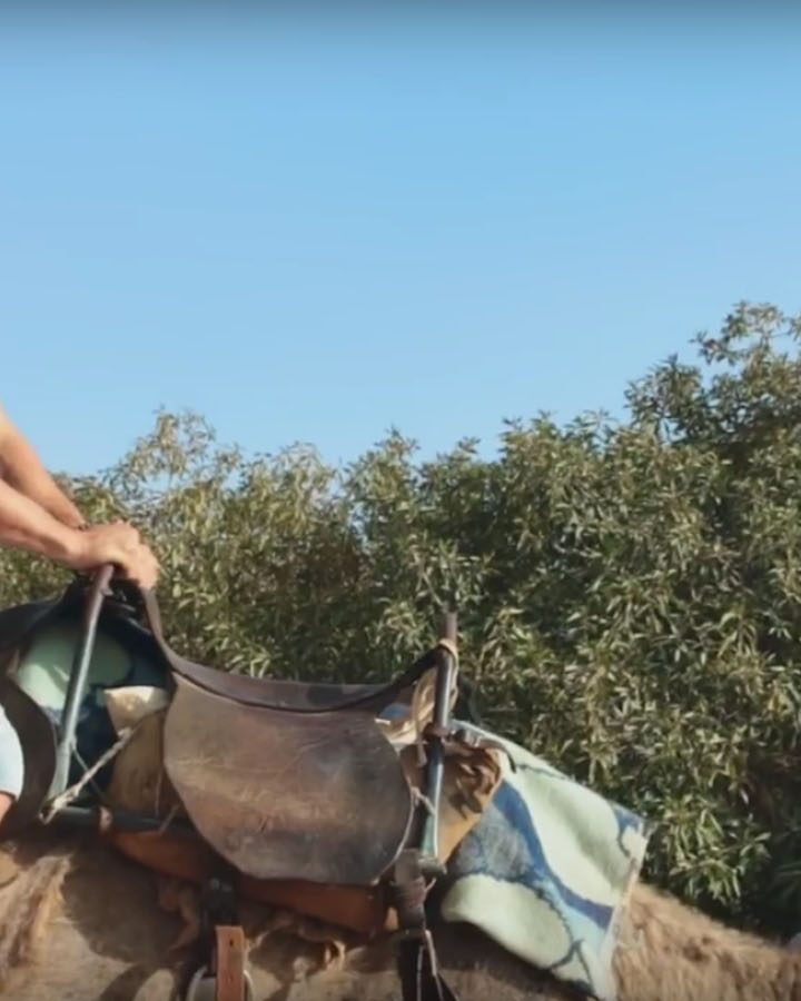 Julian Edelman atop a camel. Photo: YouTube screen shot