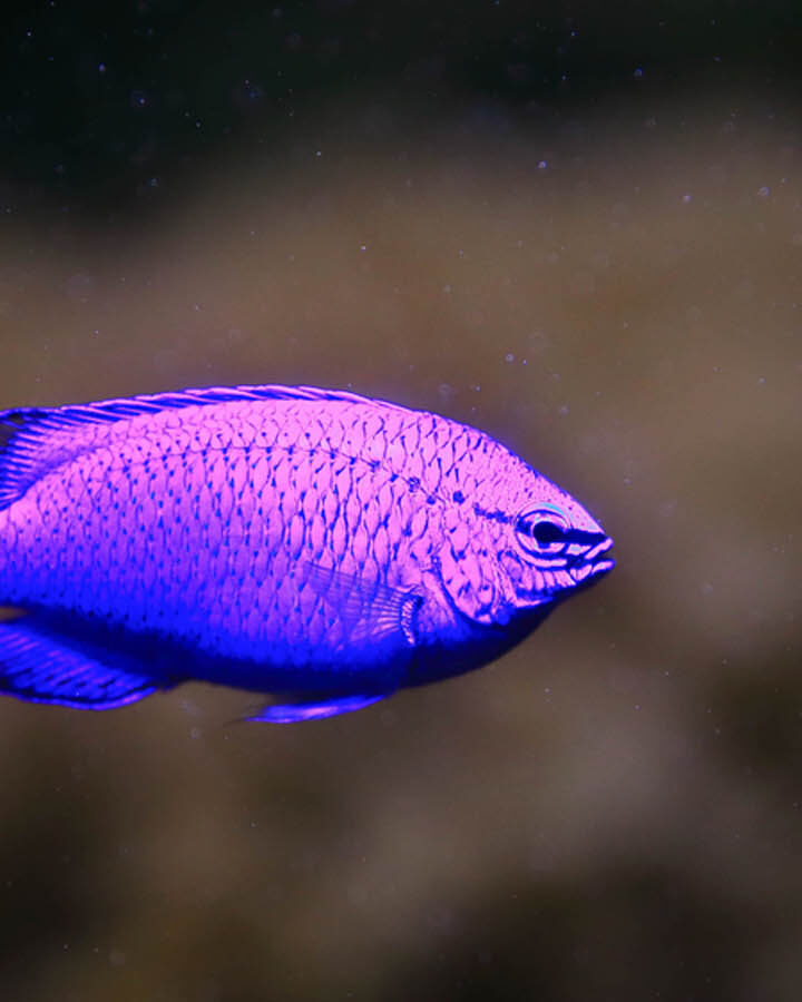 Sapphire devil fish. Photo by Shutterstock.com
