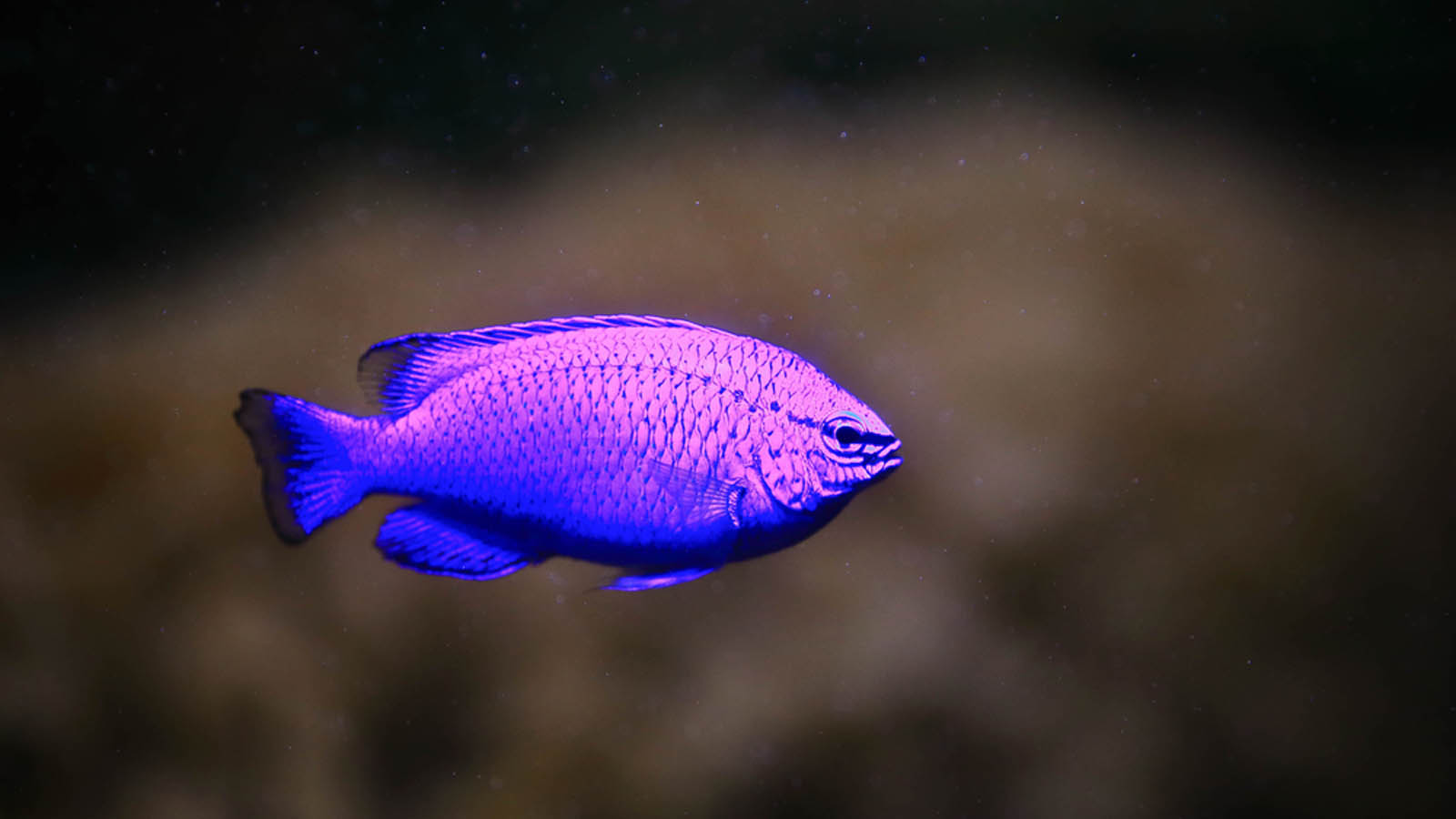 Sapphire devil fish. Photo by Shutterstock.com