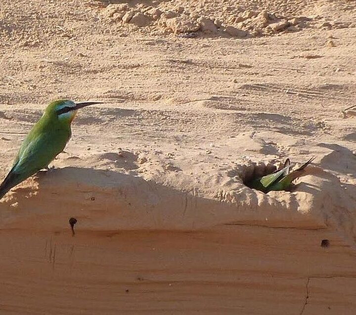 Blue-cheeked bee-eaters nest in sandy banks. Photo by Nehama Baruch