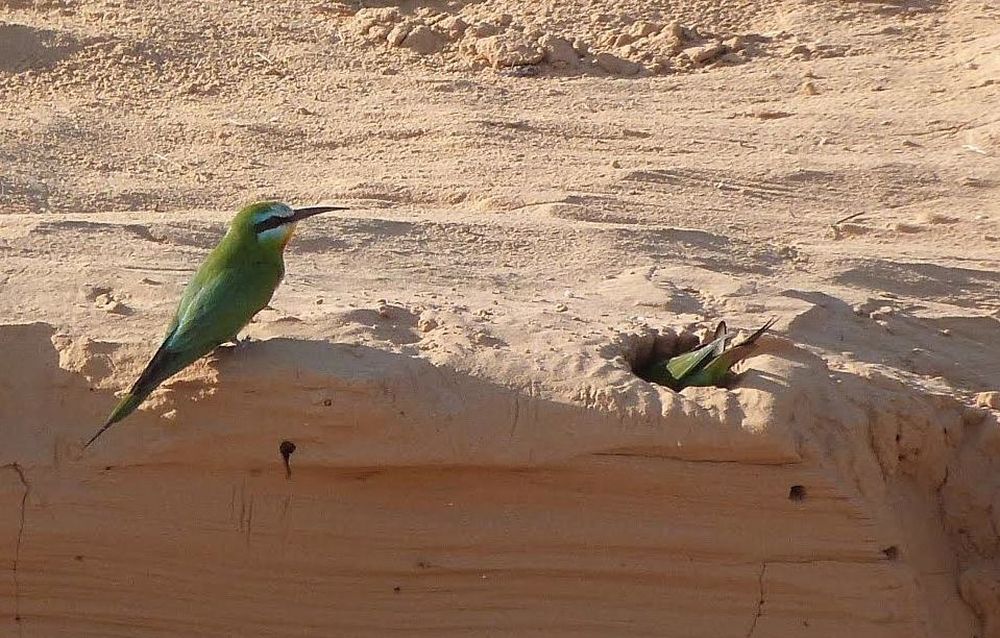 Blue-cheeked bee-eaters nest in sandy banks. Photo by Nehama Baruch