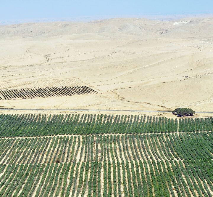 Farming the desert. Photo via www.shutterstock.com