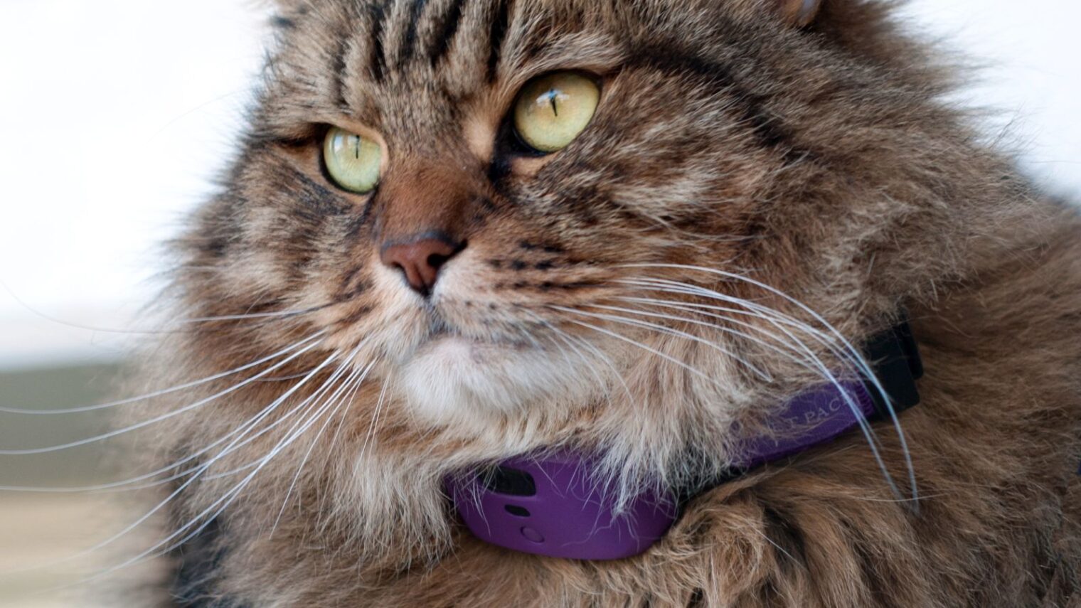 This cat’s owners have a real-time handle on her everyday health. Photo courtesy of PetPace