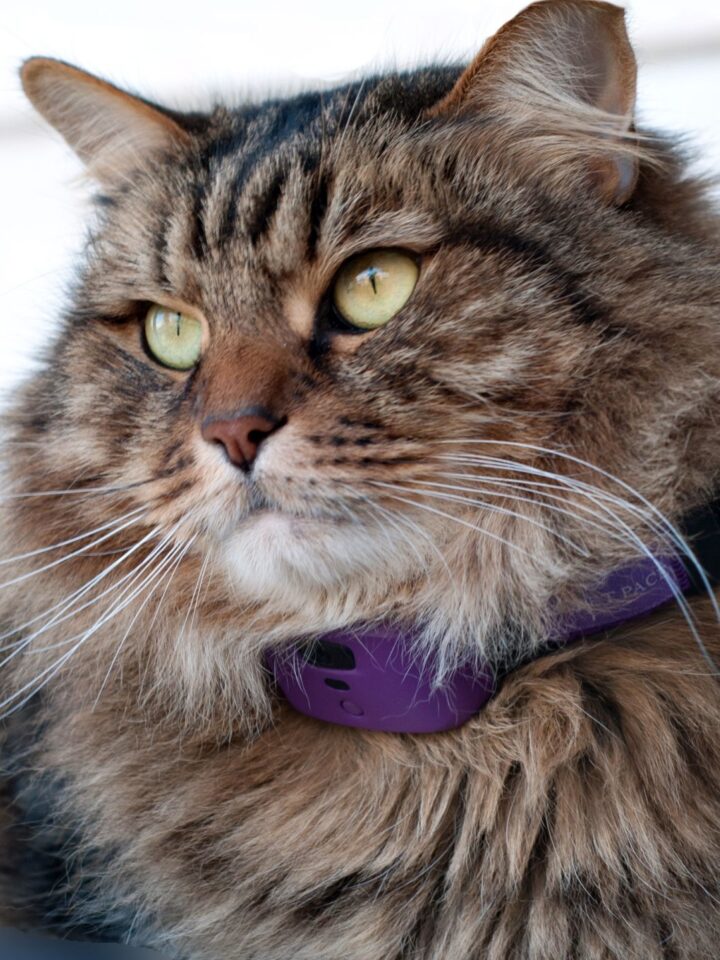 This cat’s owners have a real-time handle on her everyday health. Photo courtesy of PetPace