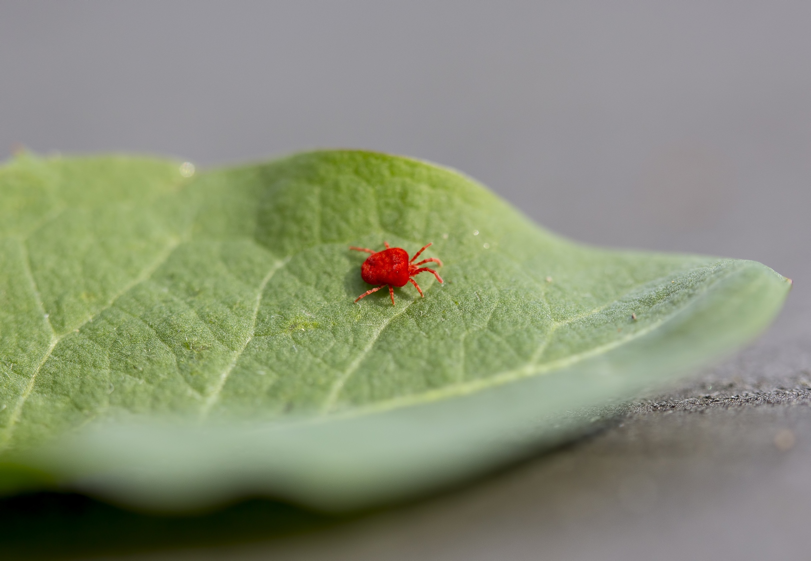 Red spider mites harm crops by sucking nutrients from their leaves. BioBee’s BioPersimilis is a natural predator of the spider mite and is harmless to plants. Image via Shutterstock.com