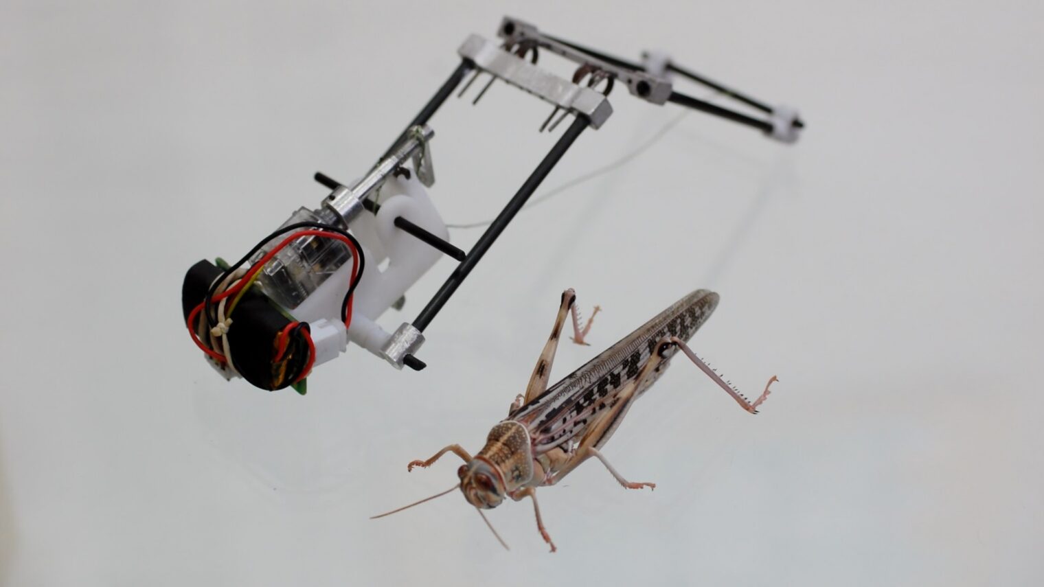 The TAUB robot is modeled after a high-jumping locust. Photo courtesy of American Friends of Tel Aviv University