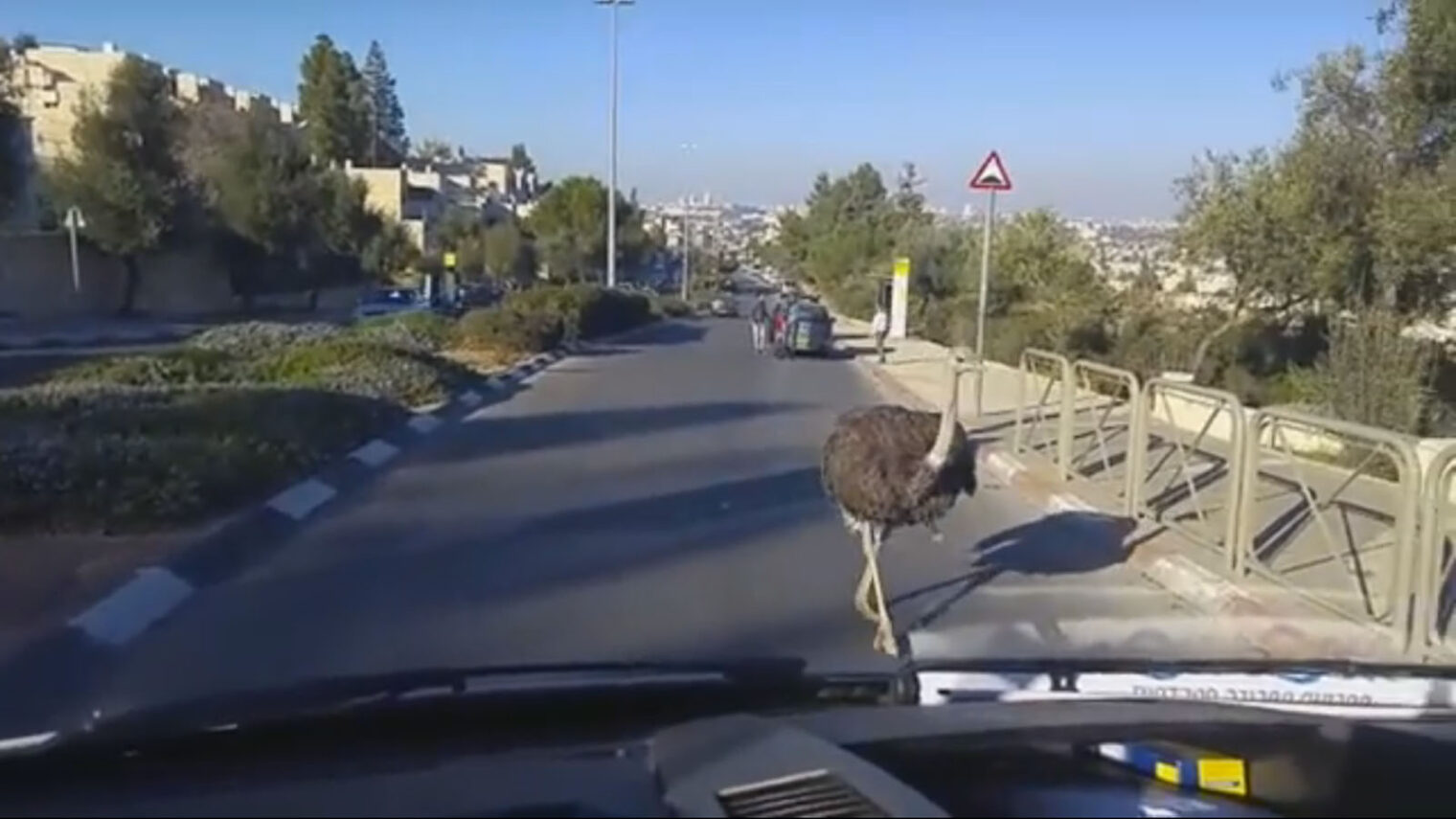 Is that really an ostrich? Screenshot from YouTube video posted December 27 by Israel National News.