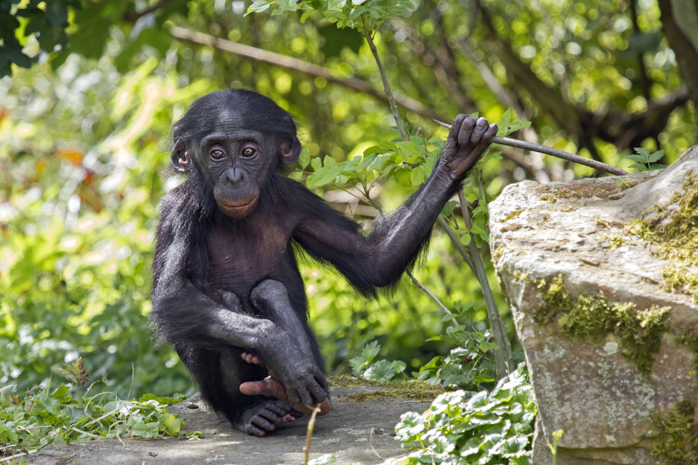 Israeli researcher says Bonobo apes are smarter than we think. Photo by Shutterstock