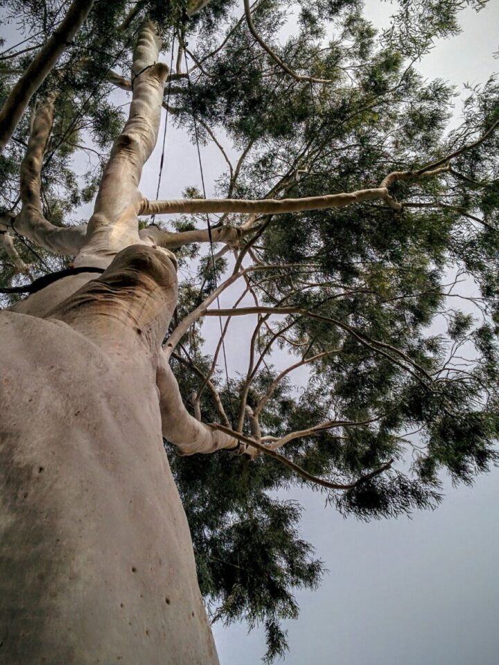 This lemon-scented eucalyptus (gum tree) in Petah Tikva is extremely rare in Israel. Photo by Viva Sarah Press