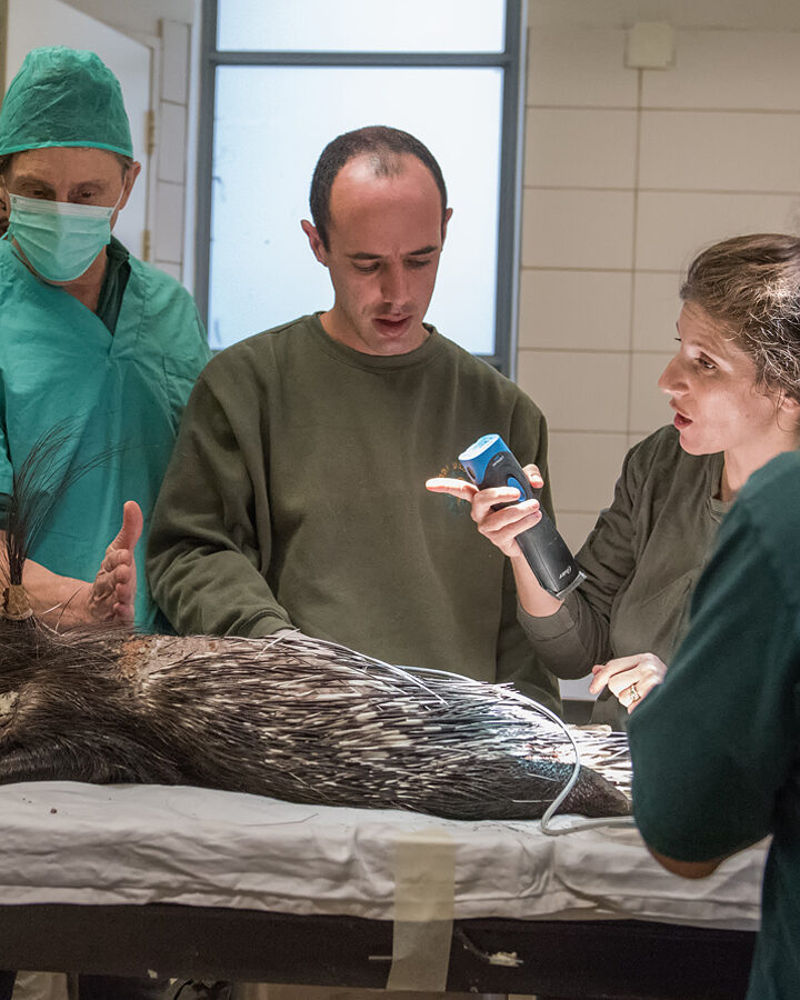 Israeli doctors and veterinarians operate on an injured wild porcupine. Photo by Ofer Brill/Ramat Gan Safari