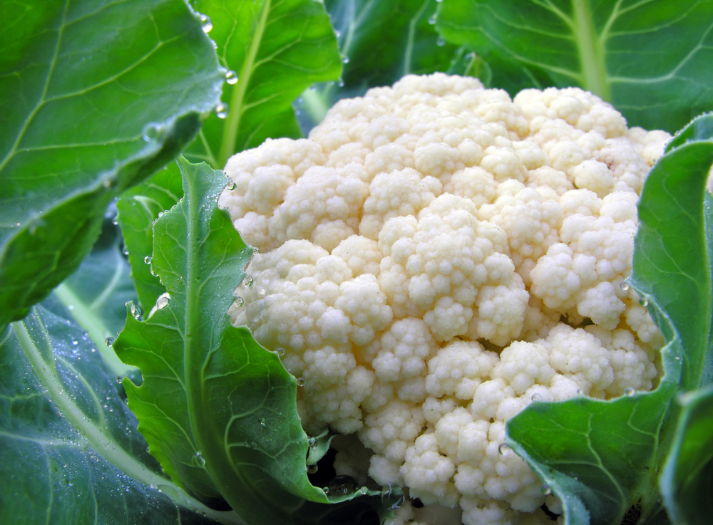 Cauliflower is back in style, thanks to an Israel chef. Image via Shutterstock.com