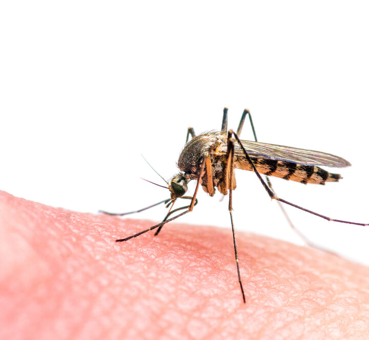 Zika is passed on to humans through the bite of the mosquito. Photo by www.shutterstock.com