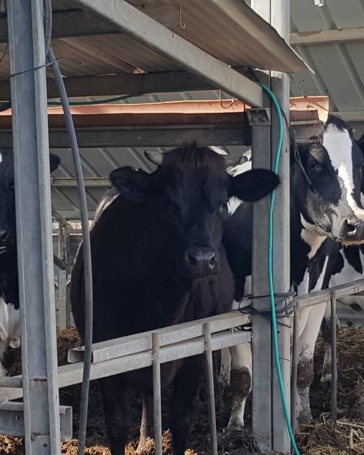 Cows on Zimmerman Farm provide fuel, fertilizer and fish food. Photo by Ari Pollack