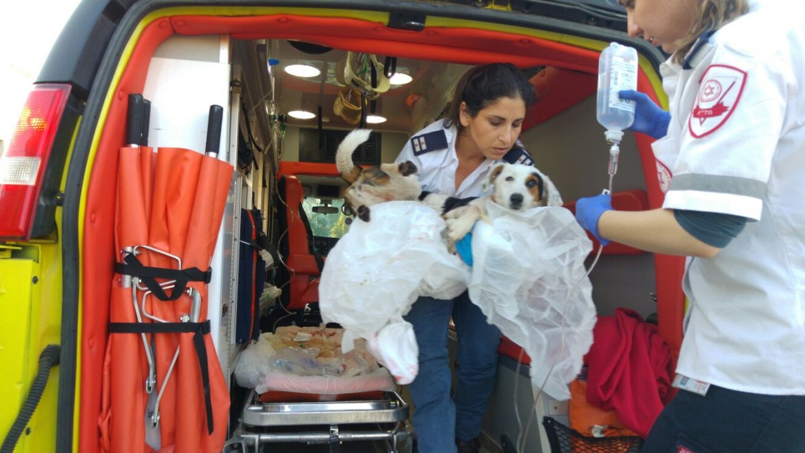 MDA paramedic Liat Mizrahi putting Chupa on the ambulance as Senior EMT Katy Shussman holds the IV bag. Photo courtesy of MDA Spokesman’s Office