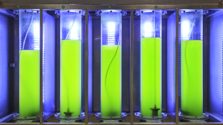 Algae can also be used as a biofuel.  Photo by www.shutterstock.com
