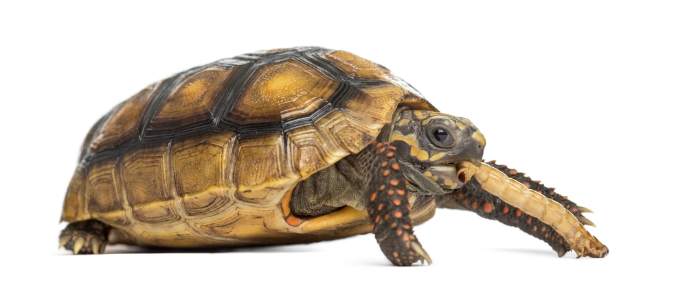 Slow Food: Paleolithic humans ate roasted tortoises some 400,000 years ago. Photo by Shutterstock.com