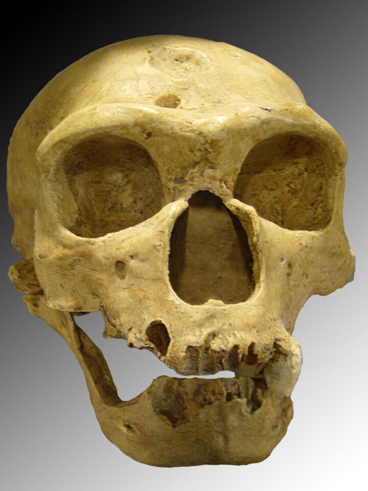 Neanderthal skull discovered in 1908 at La Chapelle-aux-Saints (France). Photo via Creative Commons