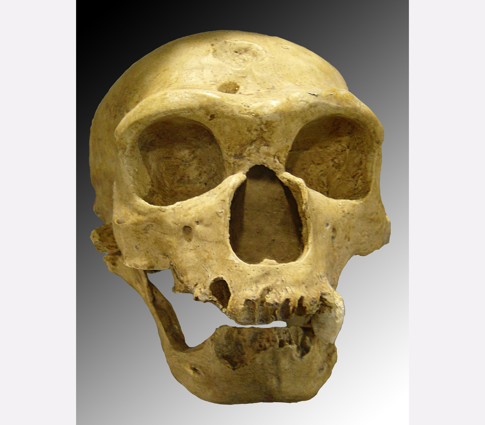 Neanderthal skull discovered in 1908 at La Chapelle-aux-Saints (France). Photo via Creative Commons