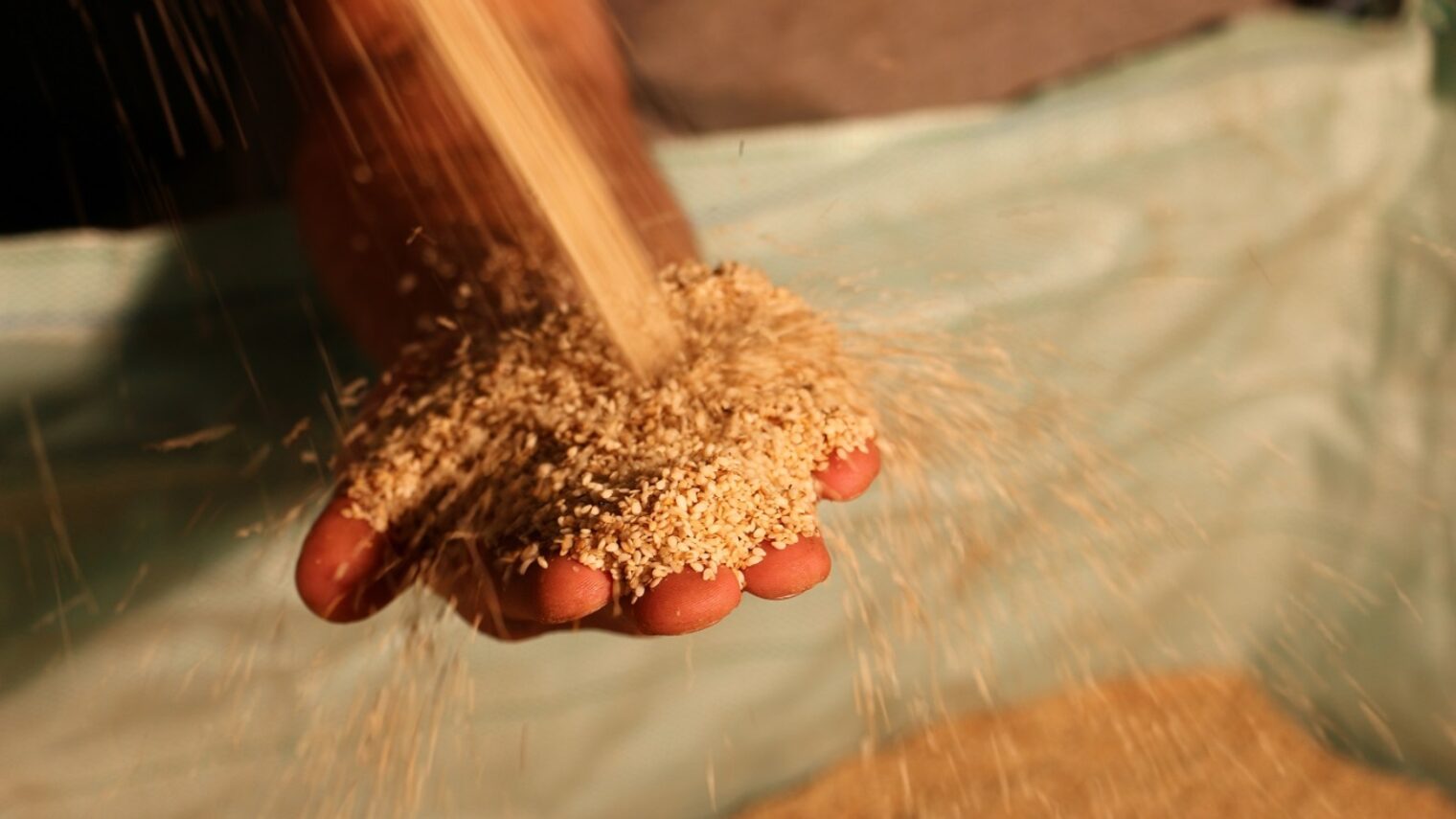 Israeli producers use 50,000 tons of sesame seeds every year. Photo courtesy of Prince Tahina