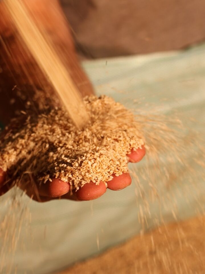 Israeli producers use 50,000 tons of sesame seeds every year. Photo courtesy of Prince Tahina