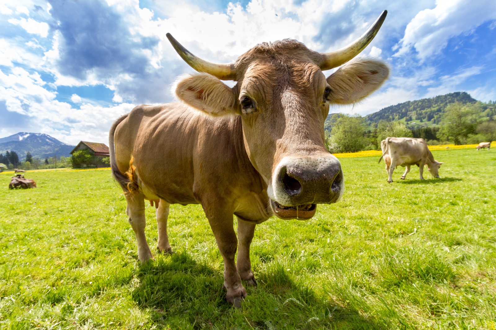 Dairy Farmers of America look to Israeli technologies to extract nitrogen from cow manure and concentrate it into usable and potentially marketable form while protecting the environment. Photo via pexels.com