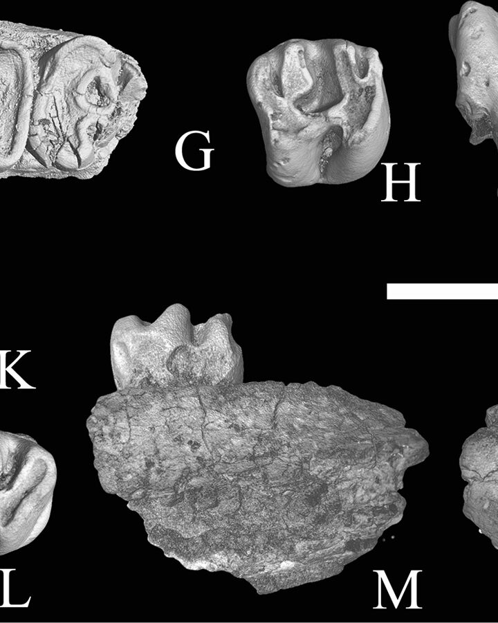 Sayimys negevensis fossils. Scale bar = 2 cm. Image via PLOS ONE
