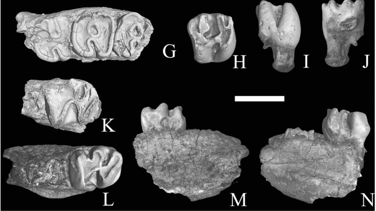 Sayimys negevensis fossils. Scale bar = 2 cm. Image via PLOS ONE