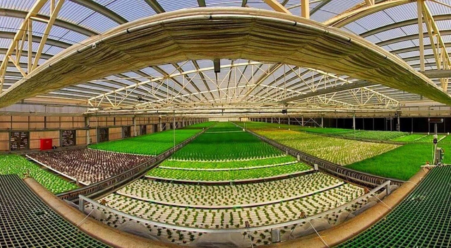 Aleinu grows 4,600 square meters of organic herbs and lettuce. Photo via Facebook
