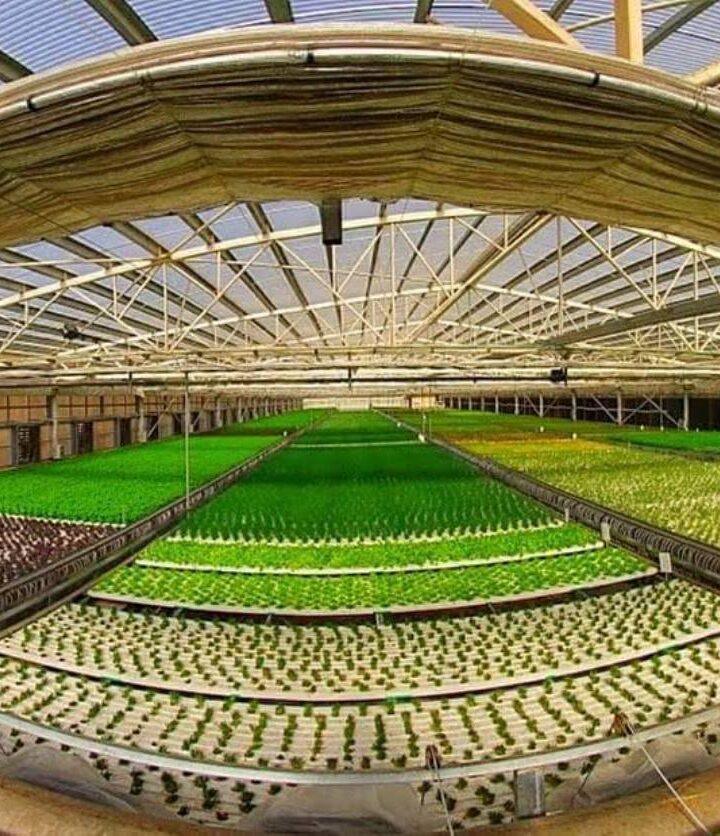Aleinu grows 4,600 square meters of organic herbs and lettuce. Photo via Facebook