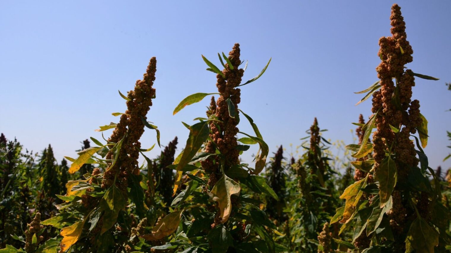 One of Equinom's pre-commercial quinoa varieties, which has high yield and resilience in high temperatures. Photo: courtesy