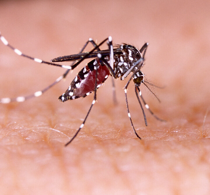 Target the mosquito and you target the virus. Photo by www.shutterstock.com